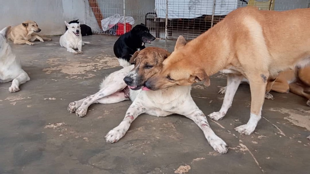 MDDB has been rescuing and caring for dogs since 2008. ― Picture courtesy of MDDB