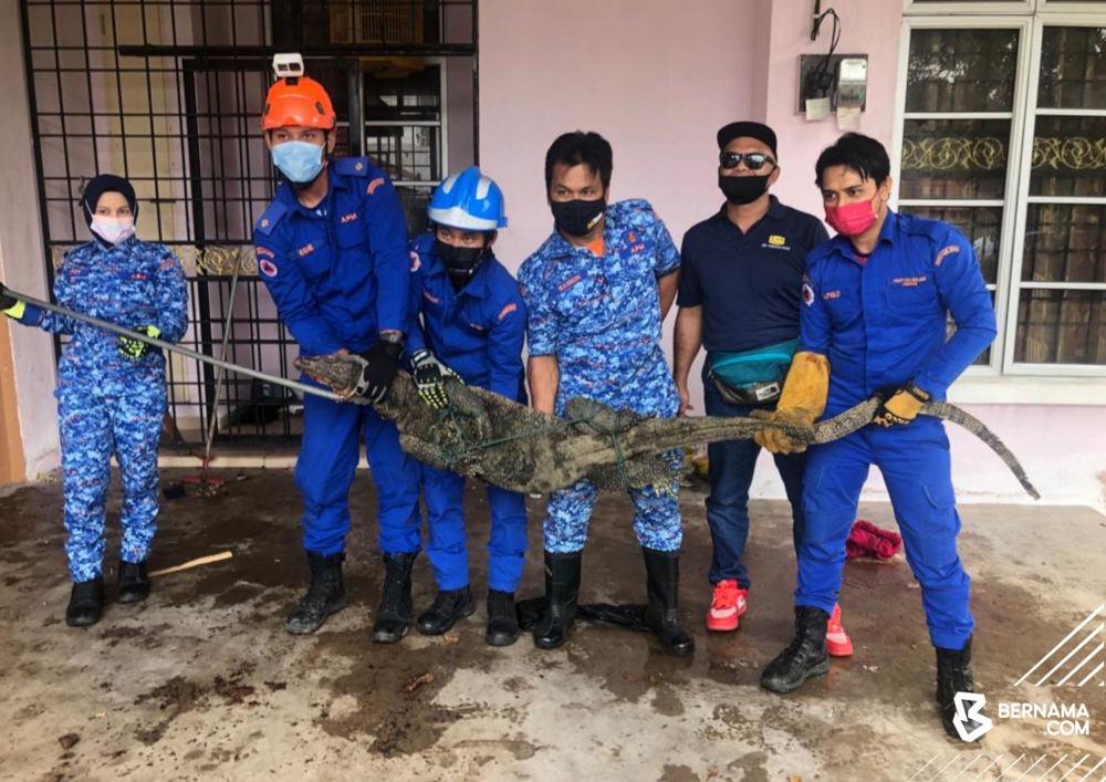 Kuala Terengganu/Kuala Nerus District Civil Defence Force personnel with the water monitor lizard weighing 60kg, December 22, 2021. u00e2u20acu201d Picture from Twitter/Bernama 