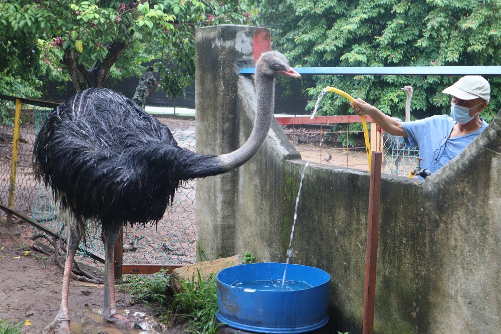 Lee (right) feeding one of his ostriches said that many people are bringing their children to see the animals in the farm. ― Picture by Anne Grace Savitha 