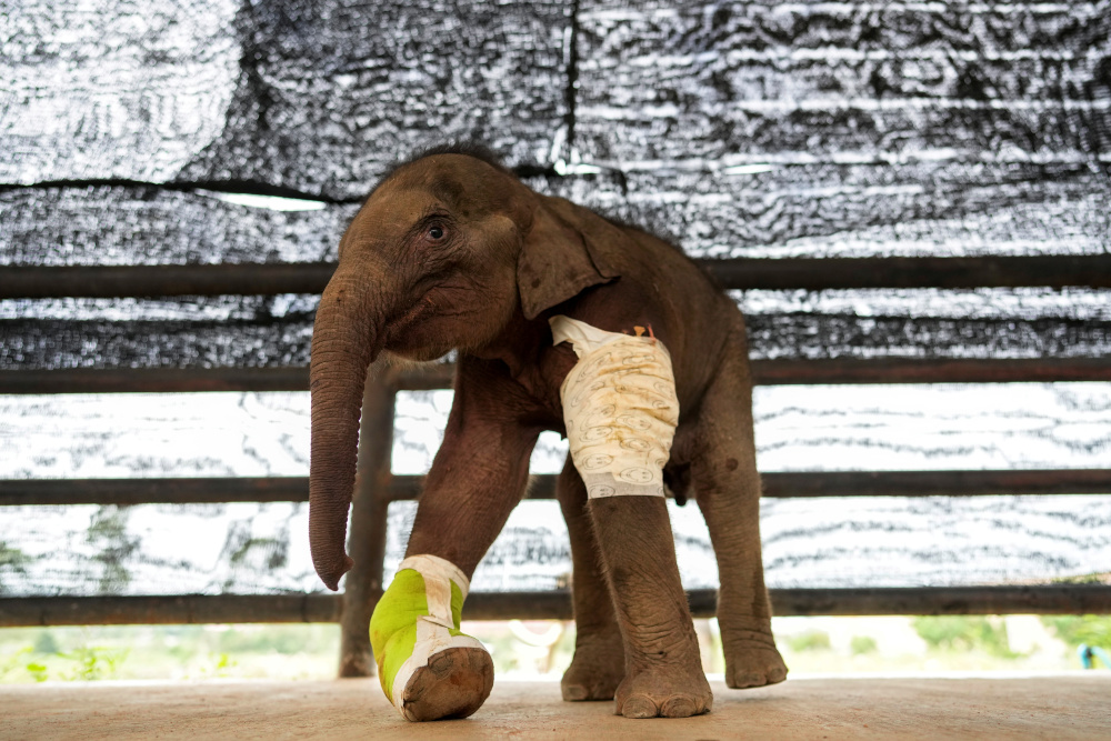 A three-month-old baby elephant saved from a hunteru00e2u20acu2122s trap and sent for medical treatment for its mangled right front leg and recovery process is seen in Nong Nooch Tropical Garden in Chonburi, Thailand December 2, 2021. u00e2u20acu201d Reuters pic