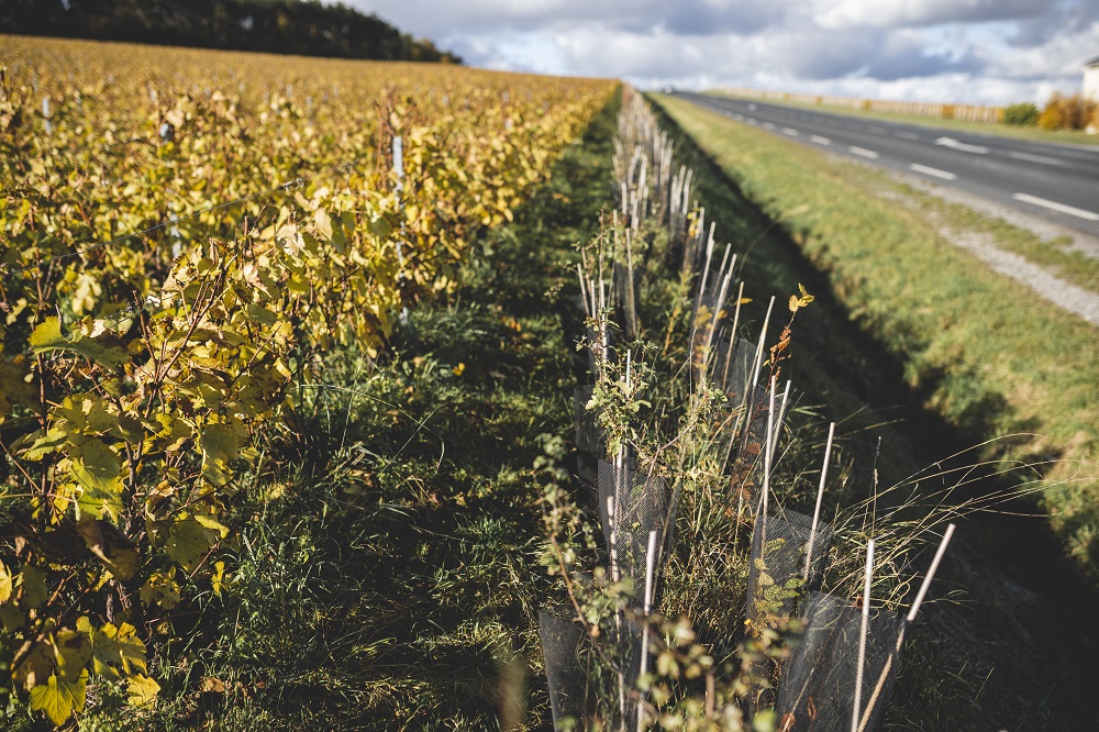 By 2023, Ruinart will have planted 20,000 trees and shrubs to put biodiversity back at the heart of its plots. u00e2u20acu2022 Picture courtesy of Mathieu Bonnevie/Ruinartu00c2u00a9