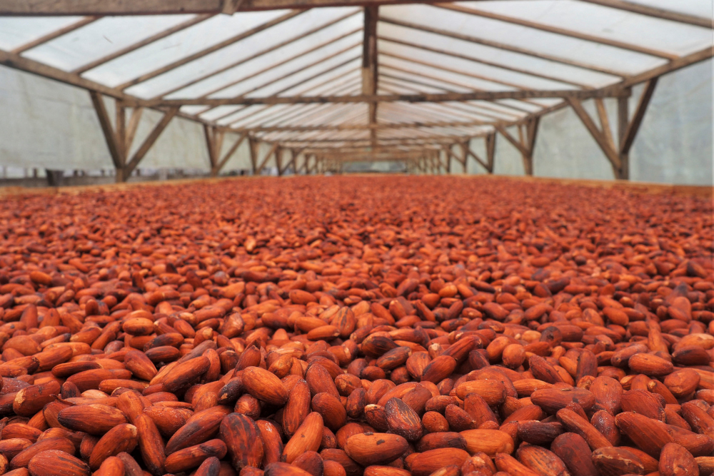 A general view of cocoa beans drying on the Diogo Vaz plantation in Sao Tome, November 19, 2021. u00e2u20acu201d AFP pic 