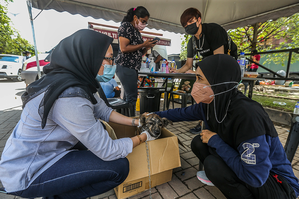 Dr Farina Mustaffa Kamal (right) with Dr Intan Suriati Abdul Manaf (left) and Dr Raja Aiman Hakim (back, right) with animals trapped in flood-affected areas in Taman Sri Muda in Shah Alam, Selangor, December 21, 2021.