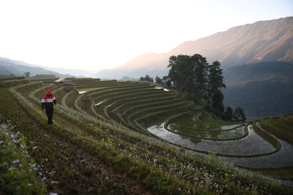 nAn ethnic Hmong man walks on a terraced rice field in northern Yen Bai province on November 28, 2021. u00e2u20acu201d Reuters picnn