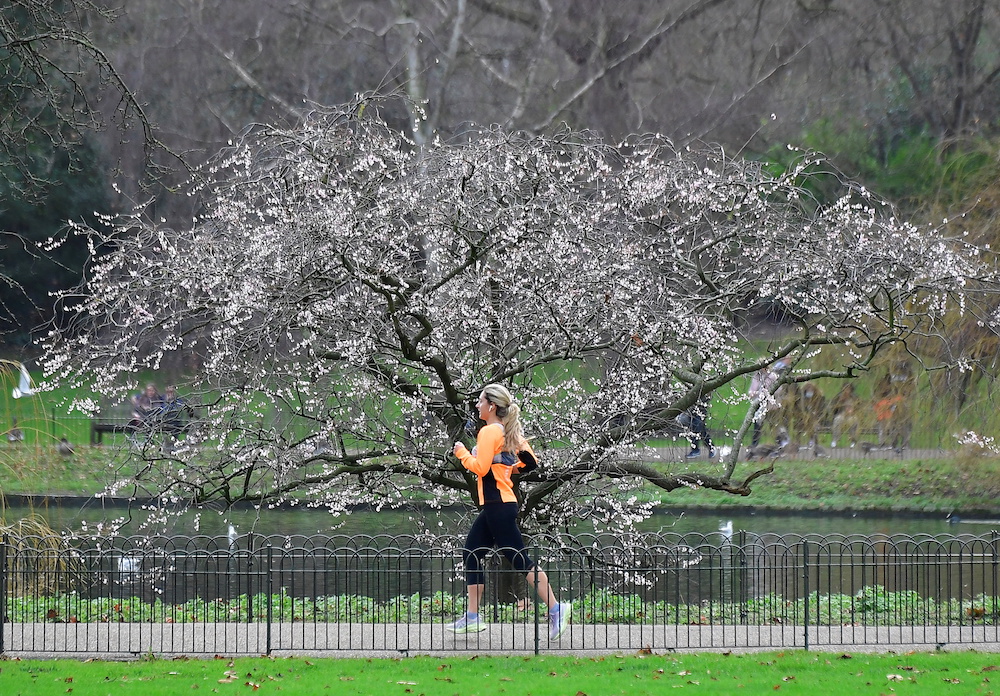 A woman runs past a cherry blossom tree already in bloom in St James's Park, as the British Meteorological Office provisionally recorded the highest UK temperature on New Year's Day, in London January 1, 2022. u00e2u20acu201d Reuters pic