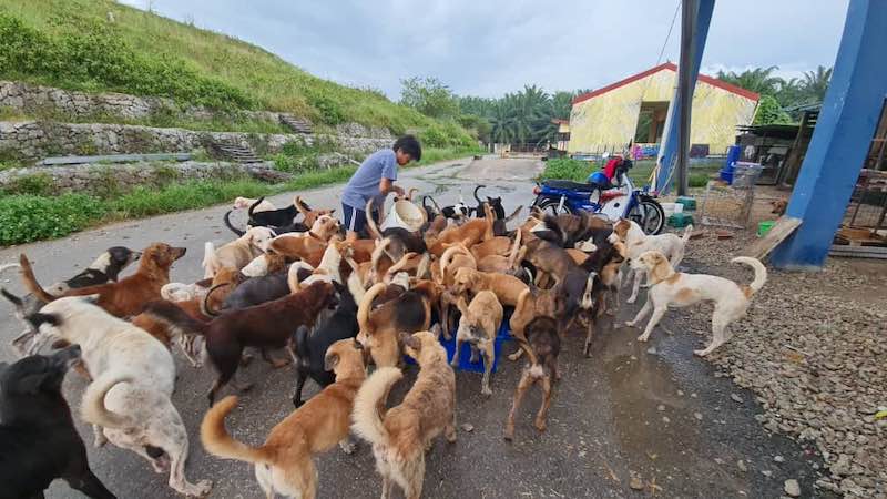 The Manjung Municipal Council has given Persatuan Kebajikan dan Suara Haiwan Jalanan Manjung Perak until this month-end to remove the 300 strays from the Sungai Wangi dumpsite in Sitiawan. u00e2u20acu201d Picture courtesy of Joanne Low