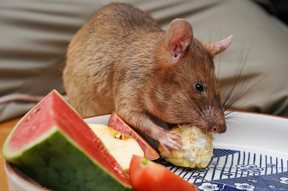 Magawa, the recently retired landmine detection rat, eats corn at the APOPO Visitor Center in Siem Reap, Cambodia June 10, 2021. u00e2u20acu201d Reuters