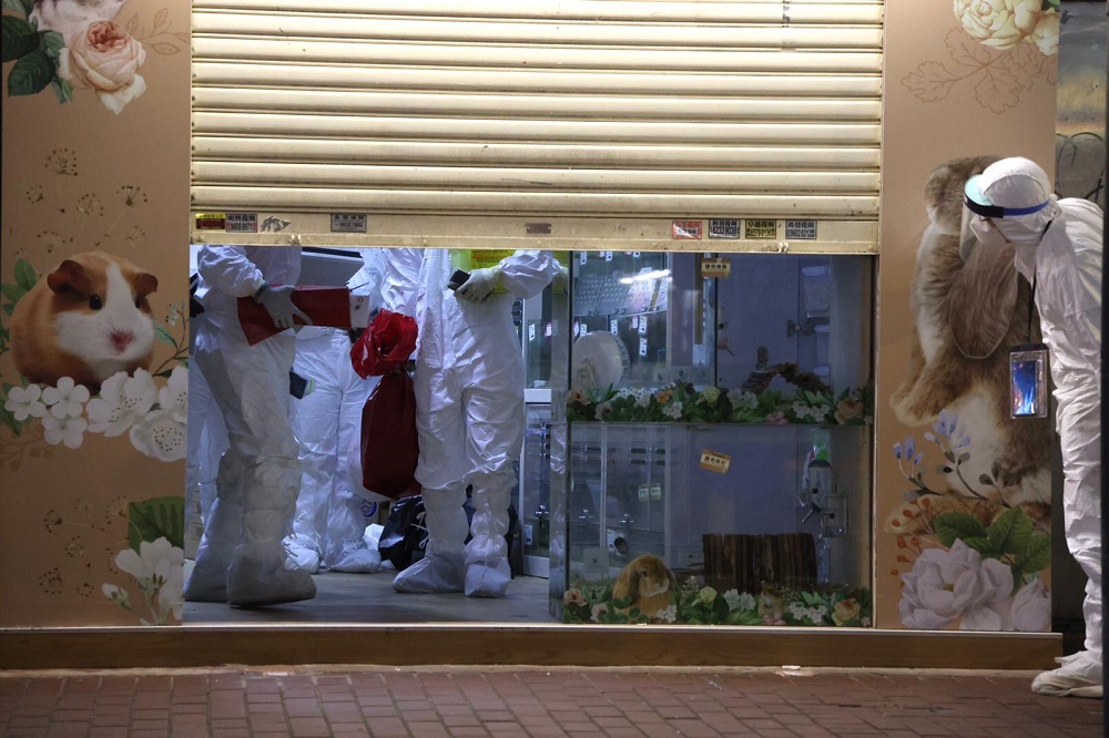 Animal management division of Hong Kong Agriculture and Fisheries department cull hamsters inside a pet shop where a worker is infected by Covid-19 Delta variant on Tuesday Jan 18, 2022. u00e2u20acu201d  Picture by EYEPRESS/Sunny Mok via Reuters