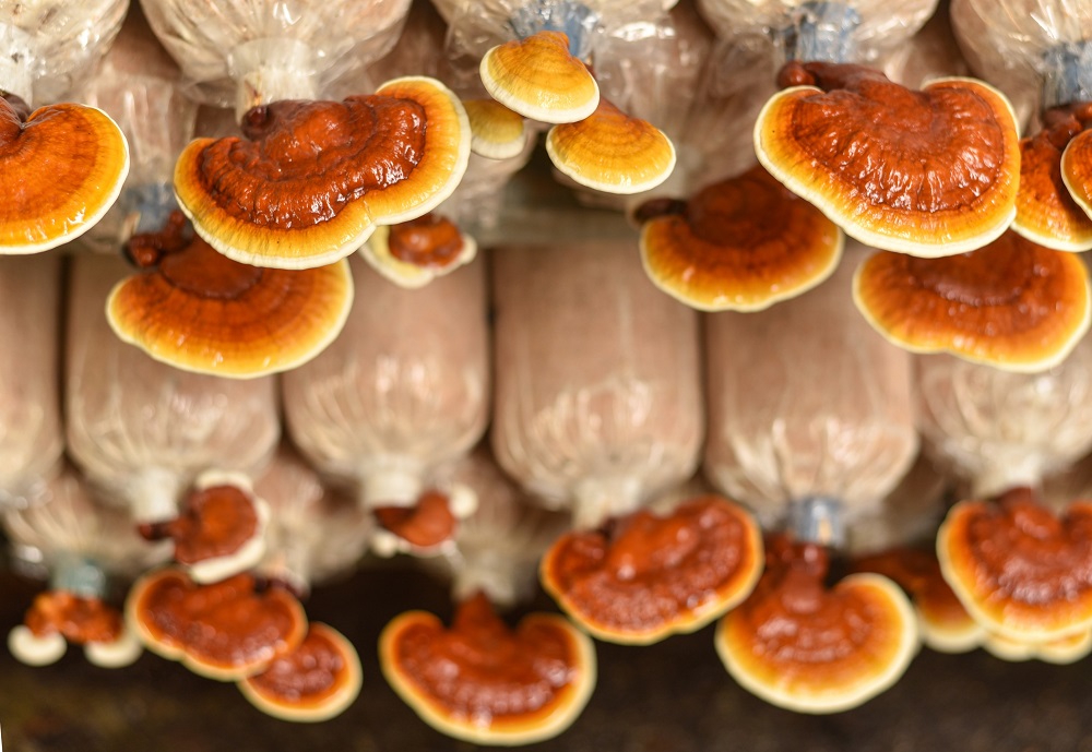 Reishi mushrooms are claimed to have anti-inflammatory virtues and even help reduce high blood pressure. u00e2u20acu201d Shutterstock pic via ETX Studio