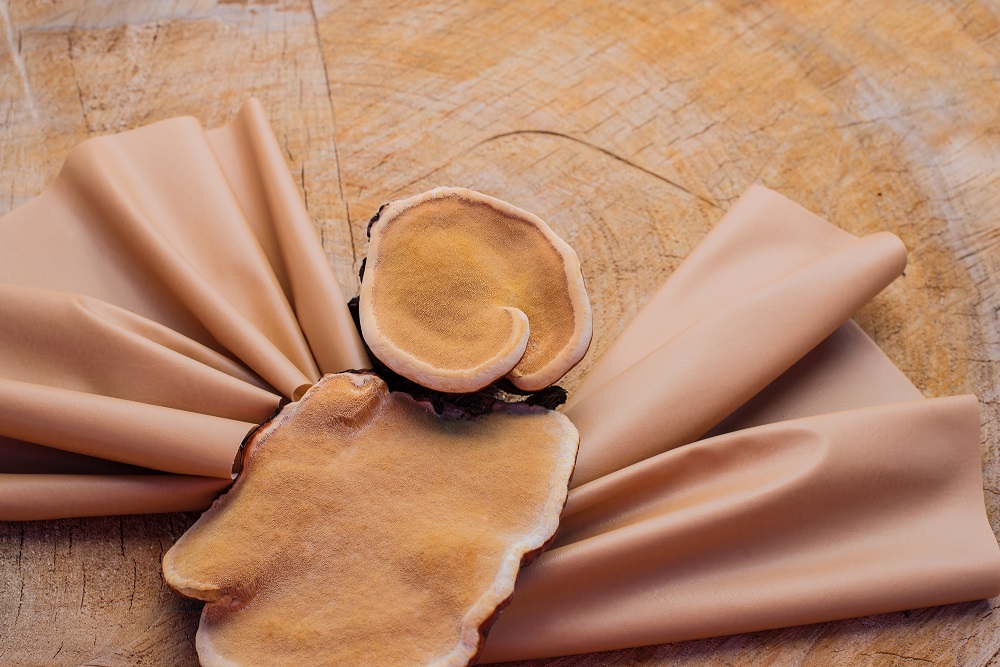 Mushrooms could revolutionise fashion sooner than expected. u00e2u20acu201d Shutterstock pic via ETX Studio
