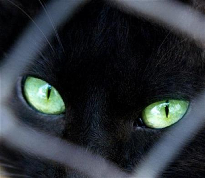 A cat that went missing eight months ago has been reunited with its owner after the owner recognised its distinctive meowing. u00e2u20acu201d Reuters pic