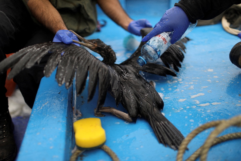 Biologists from the National Service of Protected Natural Areas, work on a bird affected by the oil spill pollution caused by abnormal waves triggered by a massive underwater volcanic eruption in Tonga, in Ancon, Peru, January 21, 2022. u00e2u20acu201d Reuters pic