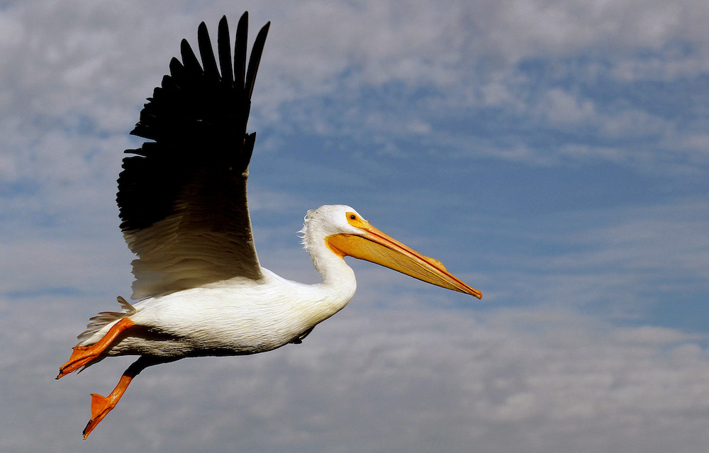 A white pelican, one of the largest birds in Canada and the US, flies over the shore of the Chapala lagoon in Cojumatlan de Regules, Mexico January 28, 2022. u00e2u20acu201d AFP pic