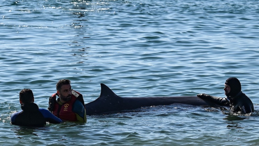 Lifeguards and experts from ARION cetacean center rescue a small whale, apparently weak and injured, that got stranded on a beach in a suburb of the Greek capital Athens, on January 28, 2022. u00e2u20acu201d AFP picnn