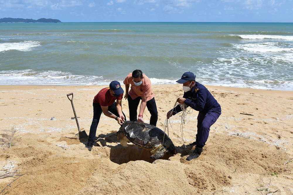 Staff from the Terengganu Fisheries Department bury the carcass of a green turtle which was found along Kelulut Beach in Marang January 23, 2022. u00e2u20acu201d Bernama pic