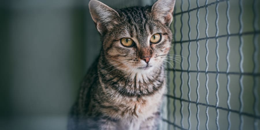 Osteoarthritis is thought to affect 60 per cent of cats aged six years and up, and 90 per cent of cats older than 12. u00e2u20acu201d ETX Studio pic