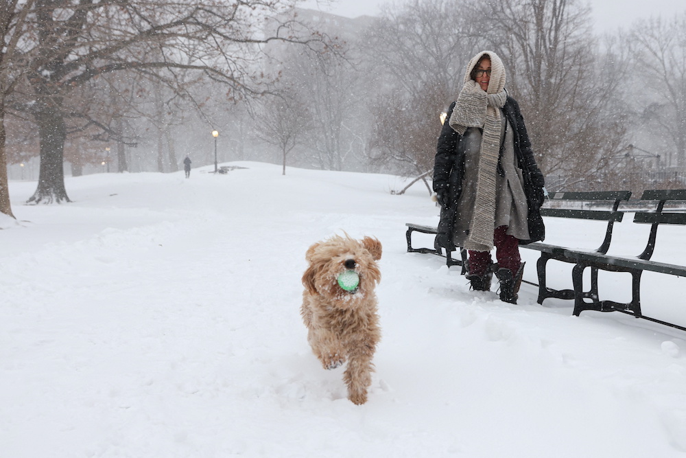 A goldendoodle plays in the snow at Central Park after the Noru00e2u20acu2122easter storm hit the region, in New York City US, January 29, 2022. u00e2u20acu201d Reuters picnn