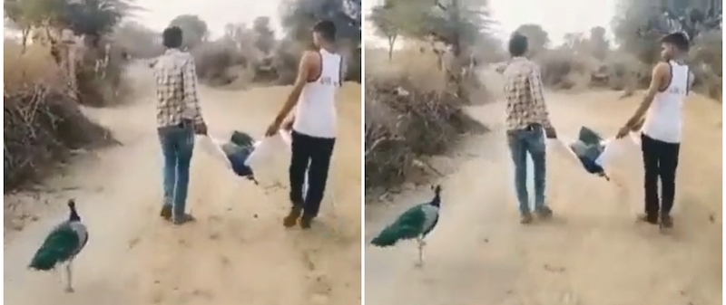 Devastated peacock refuses to leave its long-time buddy after his demise. u00e2u20acu201d Screengrab via Parveen Kaswan Twitter Account