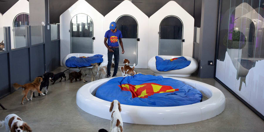 An employee tends to dogs in a room dedicated to small size dogs at SuperWoof, a luxury dog hotel, in Cape Town. u00e2u20acu2022 ETX Studio picnn