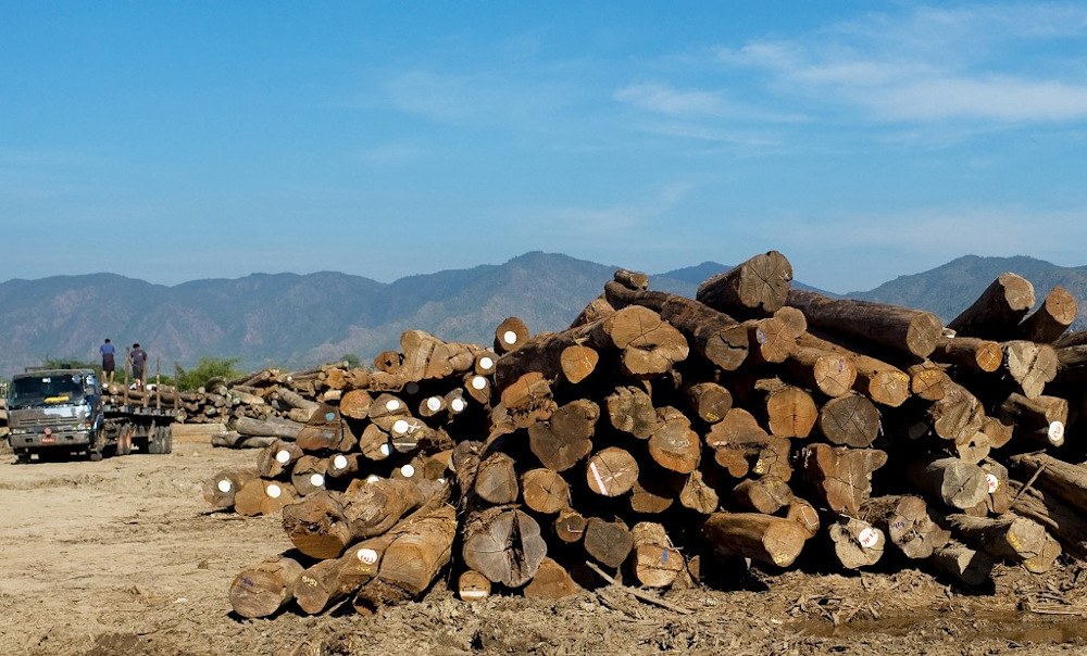 In this file photo taken December 30, 2010, logs of teak wood are gathered near Thazi in central Myanmar. u00e2u20acu201d AFP pic