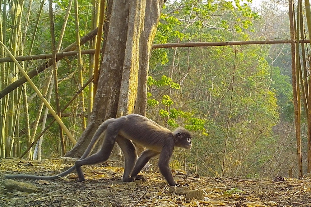 This handout from the Worldwide Fund for Nature (WWF) taken on April 26, 2020 and released on January 27, 2022 shows the Trachypithecus popa of the Popa langur species walking in the North Zamari Wildlife Sanctuary in Myanmaru00e2u20acu2122s Bago region. u00e2u20acu201d AFP pic
