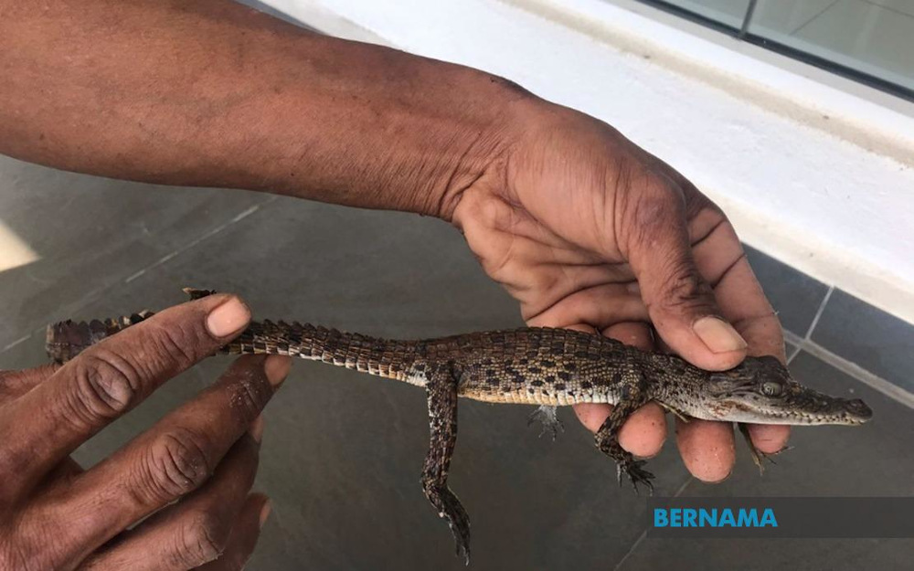 A worker at a private institution of higher learning near Bukit Tunggal in Kuala Nerus, Terengganu discovered a baby crocodile while cleaning a drain, but immediately released it into a nearby river. u00e2u20acu201d Picture via Twitter/Bernama
