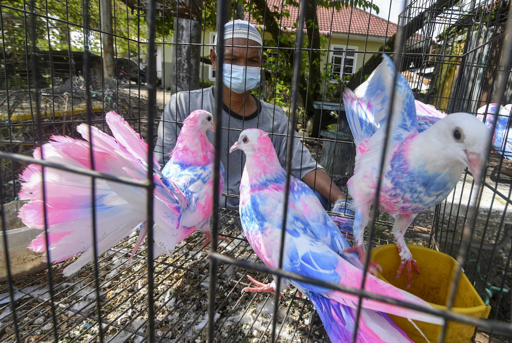 Trader Ismail Che Daud said the bright idea of u00e2u20acu02dcMerpati Pelangiu00e2u20acu2122 or u00e2u20acu02dcRainbow Pigeonsu00e2u20acu2122 arose when his business dipped during the monsoon season last year.