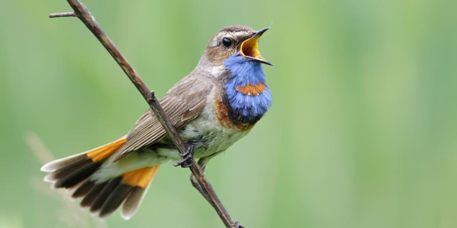 A US-Danish research team used data from thousands of field studies about animal traits, together with machine learning, to build a map of the contributions of seed-dispersing birds and mammals worldwide. u00e2u20acu201d ETX Studio picnnn