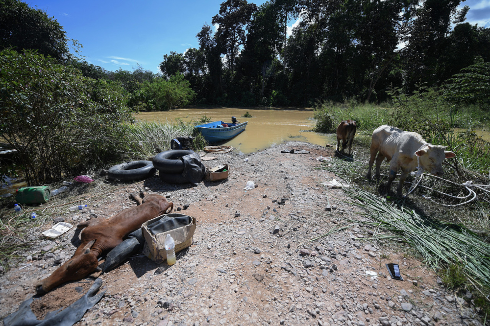 Cows that were saved from the floods in Segamat, Johor, January 5, 2022. u00e2u20acu201d Bernama pic 
