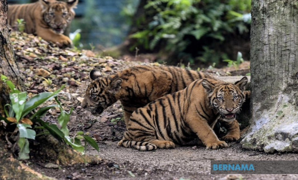 File picture of tiger cubs. — Picture from Twitter/Bernama