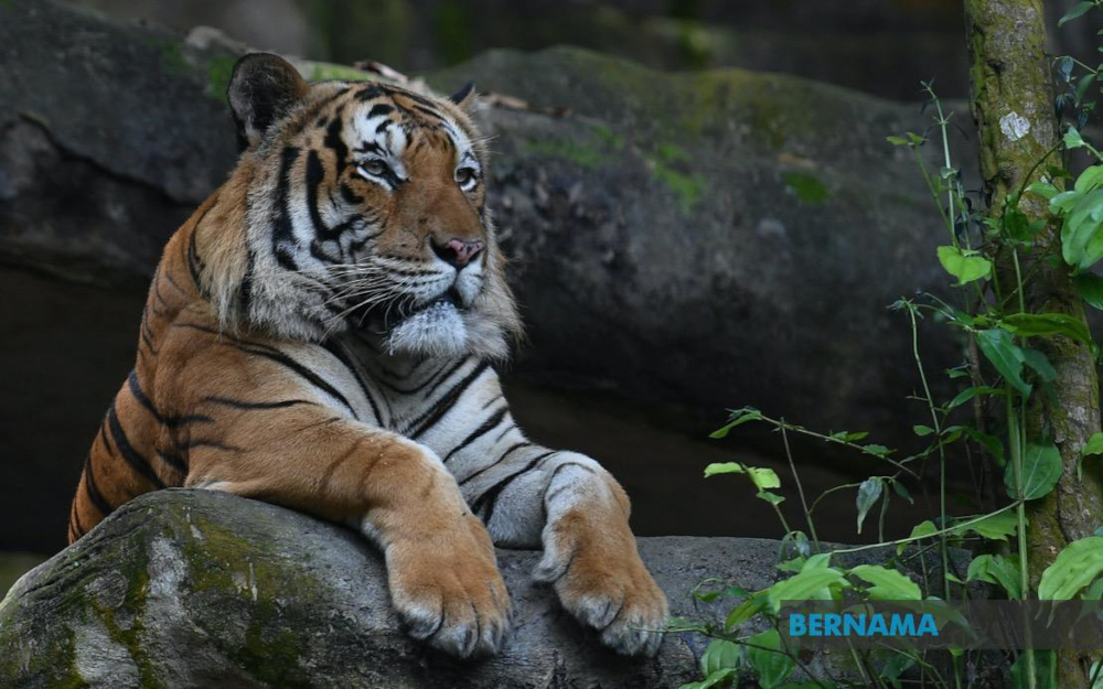 Malaysia faced the risk of seeing the Malayan tiger, known by its scientific name Panthera Tigris Jacksoni, going extinct. — Picture from Twitter/Bernama 