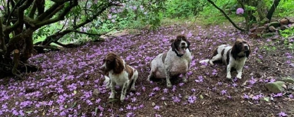 Philip the springer spaniel (centre) has found a new lease of life after losing half of its weight. ― Picture via Facebook/ CheshirePet Medical Centre