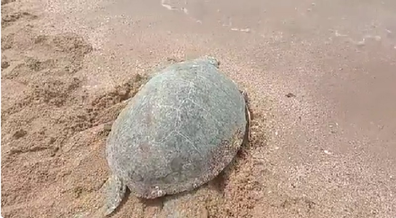 Fishermen here helped to rescue a female Green turtle, which was found in distress on the beach at Pantai Tanjung Gemok, Port Dickson, by releasing it back into the sea today. u00e2u20acu201d Picture via social media