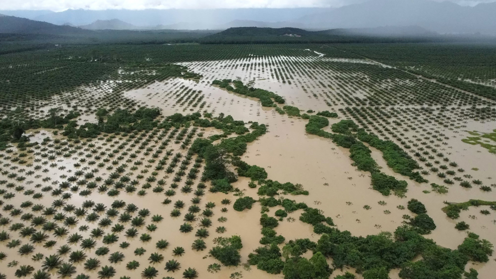 A flooded oil palm plantation in Sapi Nangoh, Beluran in Sabah, January 3, 2022. u00e2u20acu201d Bernama pic 