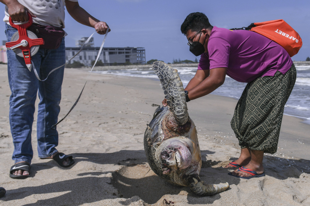 Terengganu Fisheries Department personnel examine a turtle carcass at Pantai Batu Burok in Kuala Terengganu, January 14, 2022. u00e2u20acu201d Bernama pic 
