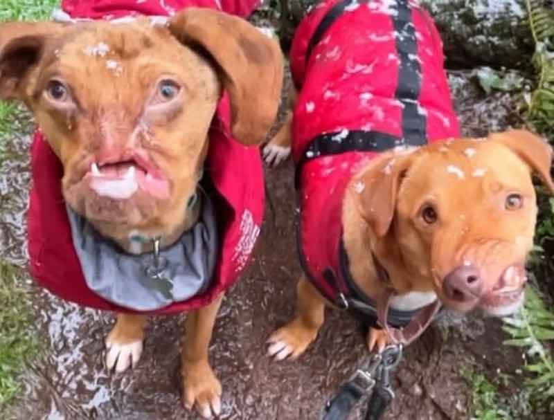 Deformed dogs Picasso and Newt have become best friends despite being adopted by the same family five years apart. u00e2u20acu201d Picture via Facebook/ Tony Kay Anderson