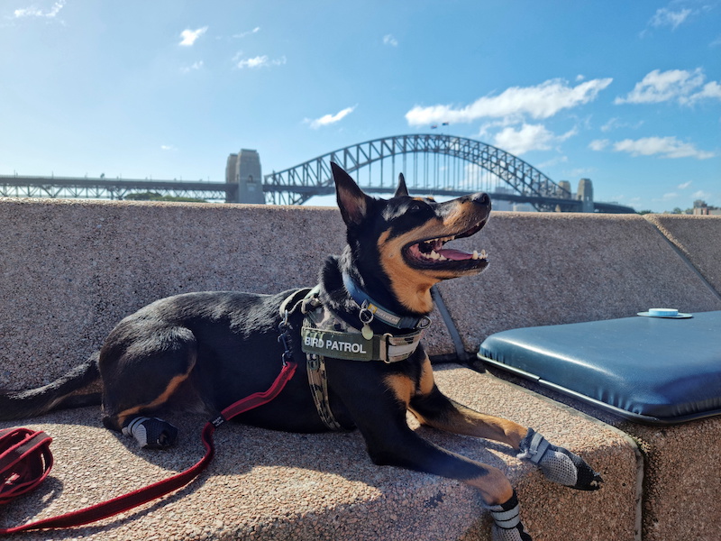 Australian kelpie dog Rasy rests after patrolling for seagulls at Sydneyu00e2u20acu2122s Opera Bar in Australia February 15, 2022. u00e2u20acu201d Reuters pic