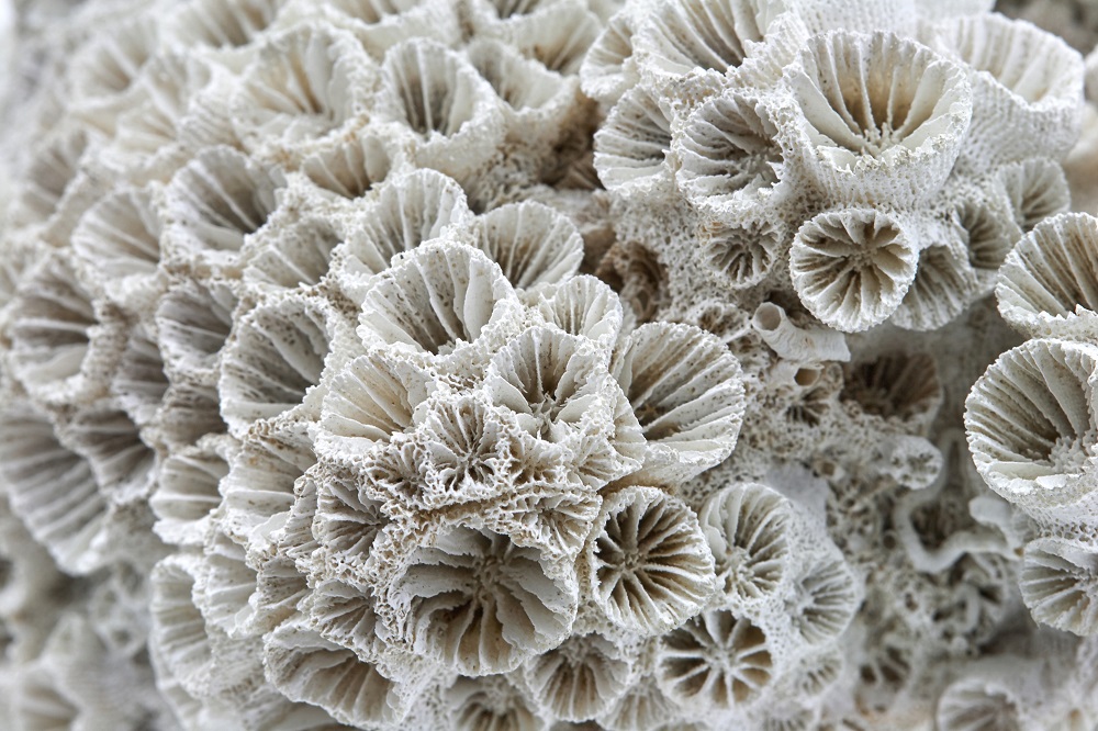 The corals that inhabit the ocean floor are particularly vulnerable to global warming. u00e2u20acu201d Shutterstock pic via ETX Studio