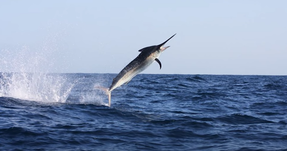 Indian police from Visakhapatnam filed a case against a black marlin fish after it attacked a fisherman to death last week. -- Screenshot from Youtube/ CrazyCube