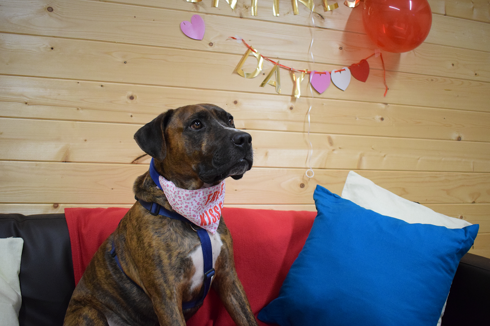 A shelter in the UK organised a party on Valentineu00e2u20acu2122s Day in the hopes of getting Luke, which had been staying at the shelter for more than 200 days, adopted. u00e2u20acu201d Picture via www.battersea.org.uk