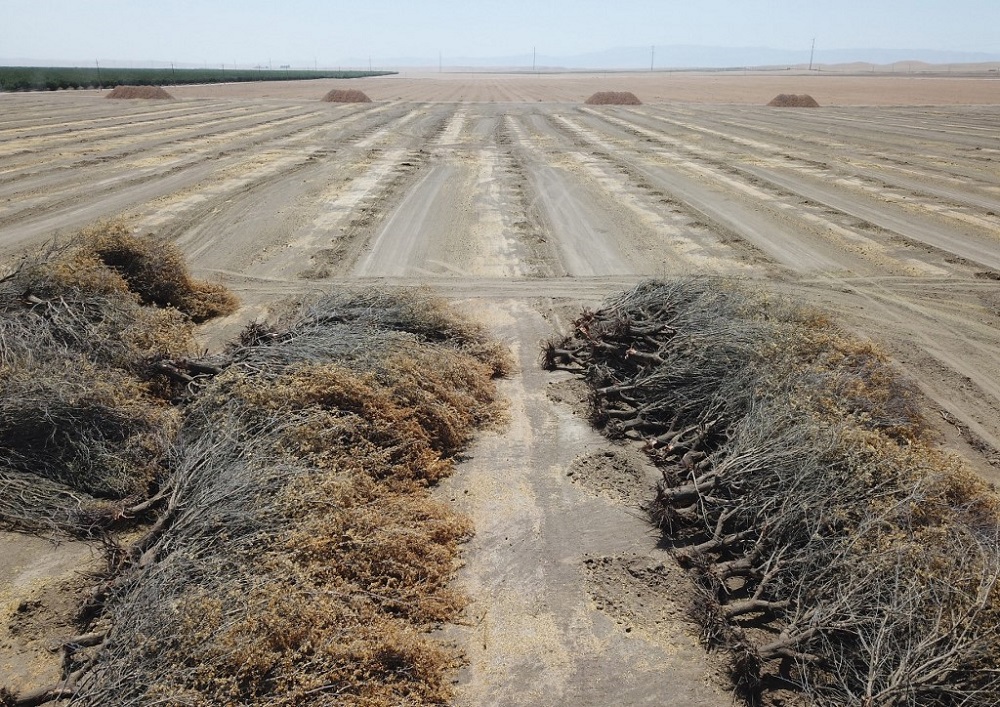Dead almond trees lie in an open field after they were removed by a farmer because of a lack of water to irrigate them, in Huron, California, a town in the drought-stricken Central Valley July 23, 2021. u00e2u20acu201d AFP pic