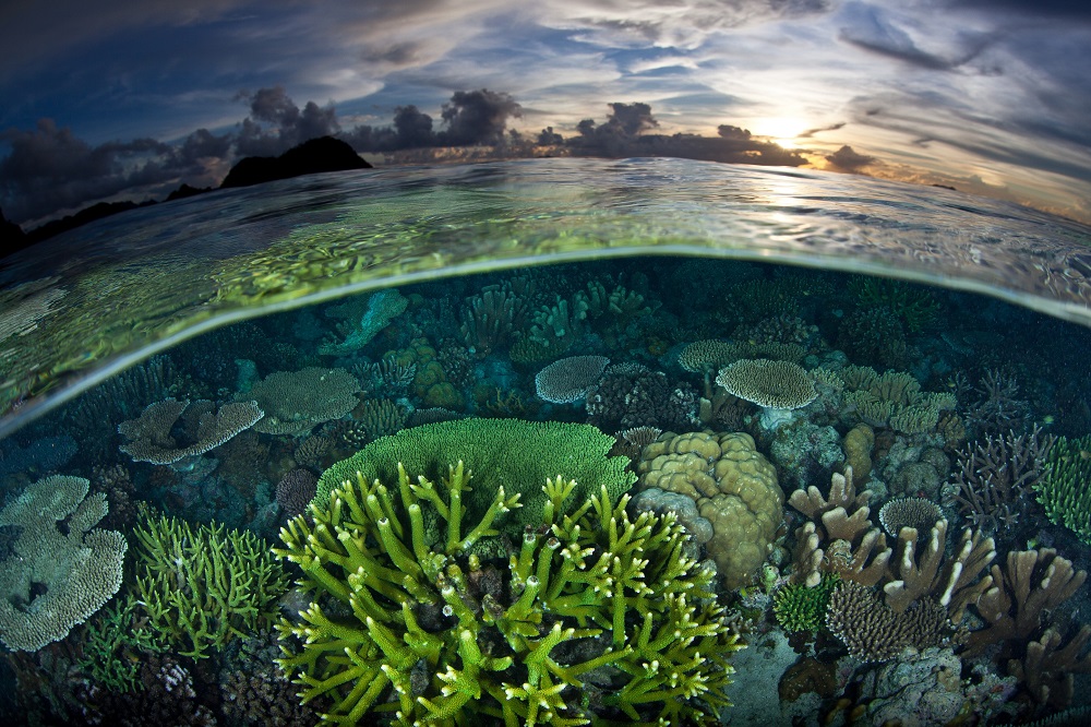 The coral reefs of the Great Barrier Reef are vulnerable to global warming. But the recent drop in atmospheric temperatures observed in this region could help delay bleaching. u00e2u20acu201d Shutterstock pic via ETX Studio