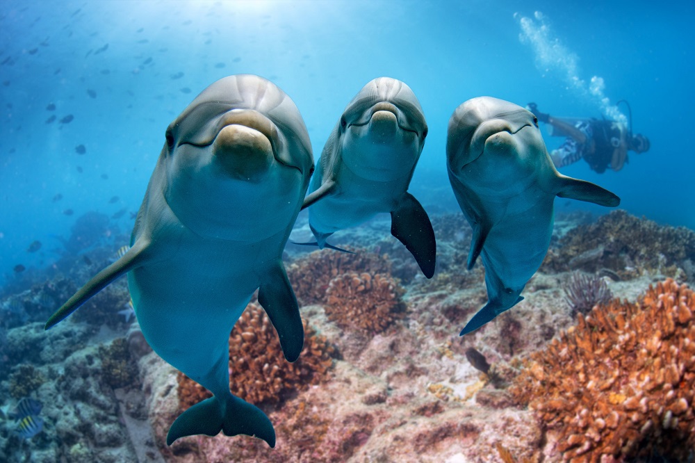Dolphins are true experts in acoustics. u00e2u20acu201d Shutterstock pic via ETX Studio