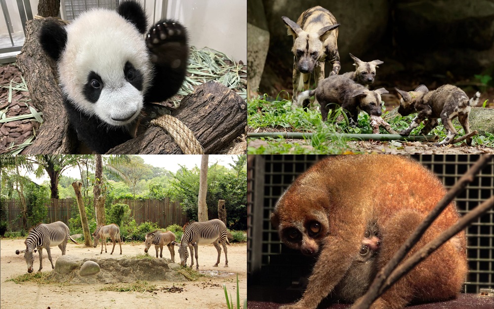Giant Panda cub Le Le (top left), the African Painted Dogs (top right), the Grevyu00e2u20acu2122s Zebras (bottom left) and the Sunda Slow Loris born on Christmas along with its mother (bottom right) were among the births in 2021. u00e2u20acu201d Picture by Mandai Wildlife Group