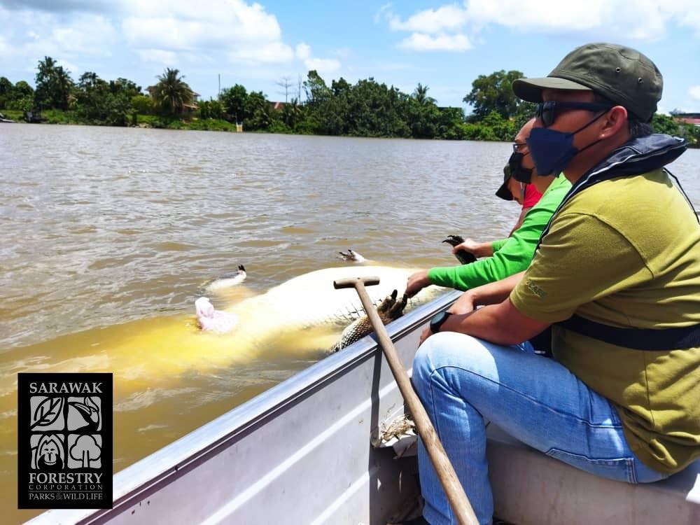 Handout photo shows SFC personnel taking the crocodile carcass to the riverbank.  u00e2u20acu201d Picture by Sarawak Forestry Corporation via Borneo Post Online 
