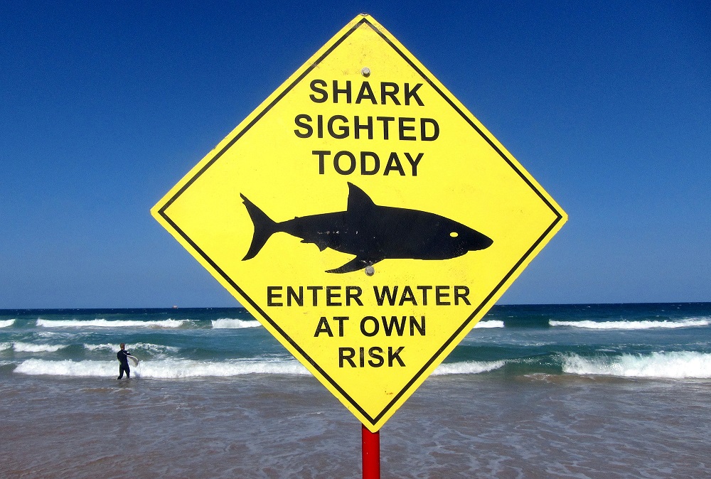 A surfer carries his board into the water next to a sign declaring a shark sighting on Sydney's Manly Beach November 24, 2015. u00e2u20acu2022 Reuters file pic