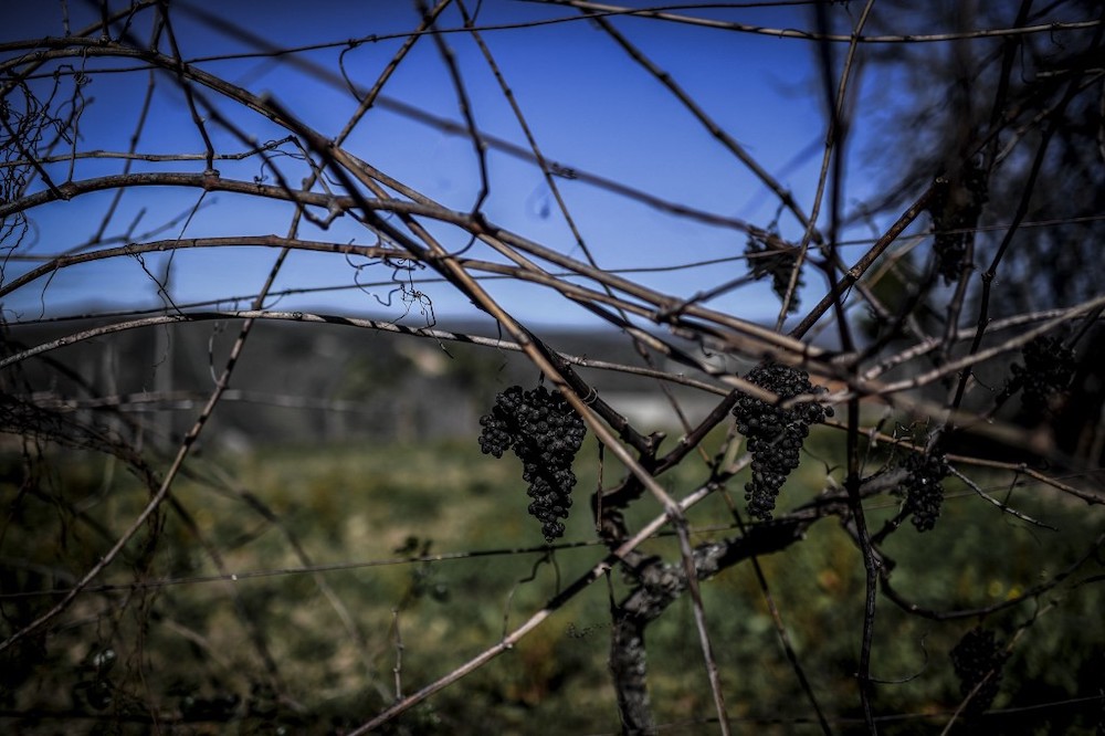 This photograph shows dried grapes at Portela do Fojo Machio village in Pampilhosa da Serra, central Portugal, on February 8, 2022. u00e2u20acu201d AFP picnnn