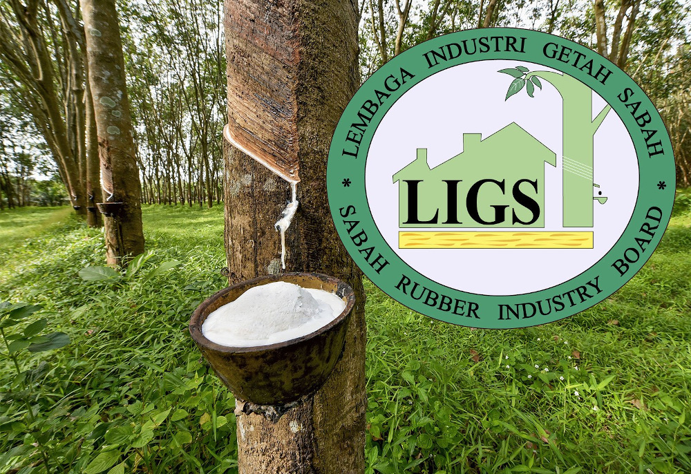 The Sabah Rubber Industry Board (LIGS) has refuted claims of fraudulent purchases from rubber smallholders recently. u00e2u20acu201d Borneo Post pic