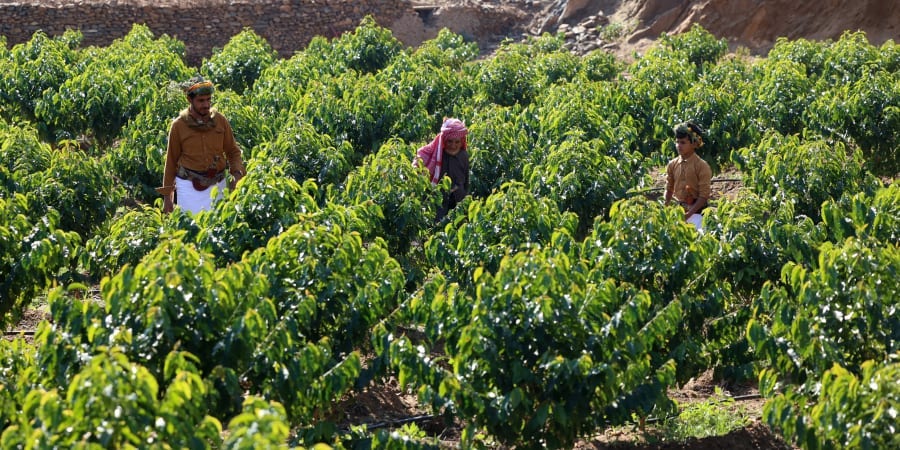 Saudi Farah al-Malki, 90, (left) his son Ahmed, 42, and his grandson Mansour, 11, harvest Khawlani coffee beans at a coffee farm in Saudi Arabia's southwestern region of Jizan. u00e2u20acu201d ETX Studio picnnn