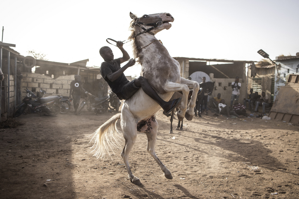 A jockey practices controlling his horse in Ouagadougou. u00e2u20acu201d AFP pic